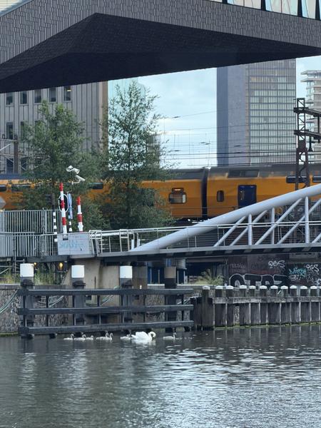 A peaceful urban scene unfolds at the IJ-tunnel, Marineterrein, Amsterdam, where a swan and its cygnets gracefully navigate the water near a wooden dock